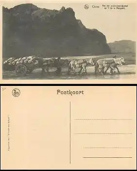 Maultiergespann *ca.1930