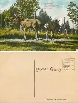Milwaukee Zoo Elk Washington Park *ca.1910