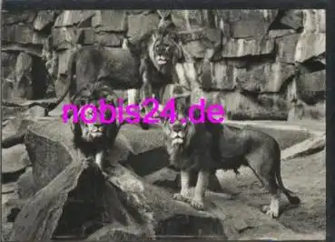 Berlin Tierpark Löwen  *ca.1968