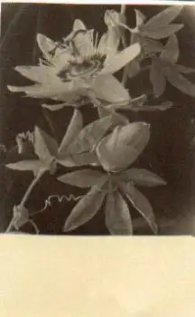 Blume Echtfoto * ca. 1930