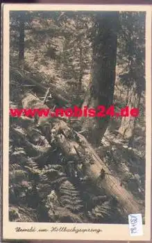 94227 Falkenstein Urwald im Höllbachgespreng *ca. 1950