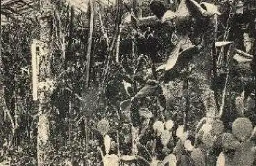 Dahlem Botanischer Garten Berlin Kakteen fleischige Euphorbien *ca. 1920