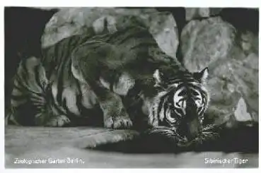 Berlin Zoologischer Garten Tierpark Sibirischer Tiger *ca. 1960