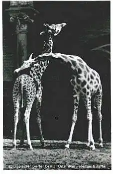 Berlin Zoologischer Garten Tierpark Giraffe *ca. 1960