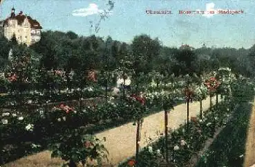 Chemnitz Rosarium im Stadtpark o 15.5.1910