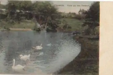 Chemnitz Stadtpark Schwäne o 28.9.1905