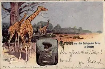 Dresden Zoologischer Garten Giraffen Litho o 30.9.1900