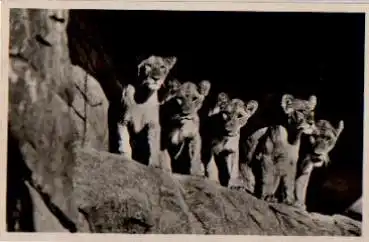 Hamburg Stellingen Hagenbecks Tierpark Löwenschlucht * ca.  1940