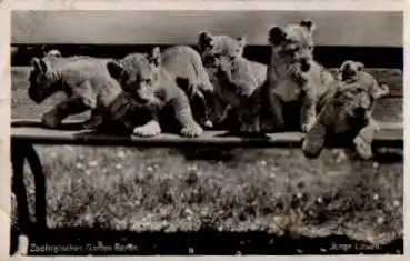 Berlin Zoologischer Garten Junge Löwen gebr. 8.1.1942