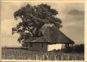 18565 Vitte Fischerhäuschen Insel Hiddensee  *ca. 1955