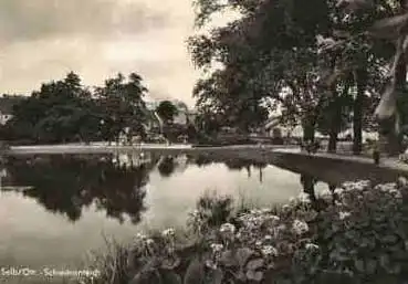 95100 Selb Oberfranken Schwanenteich o 30.5.1963