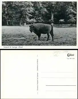 31832 Springe Deister Wisent * 1940