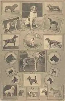 Witten-Ruhr Rassehunde Jubiläums-Ausstellung 26.4.14