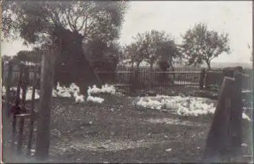 97993 Creglingen Gänsefarm Echtfotokarte o 12.7.1912