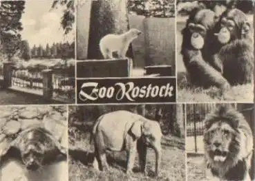 Rostock Zoo Tierpark Affen Elefant Löwe o 6.7.1966