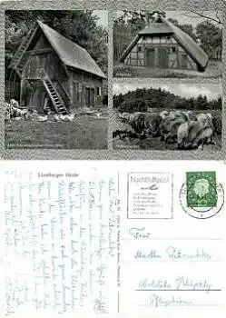 21300 Lüneburger Heide Heidschnucken Schafe o 18.9.1961