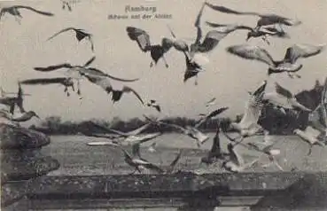 Hamburg Möwen auf der Alster * ca. 1905