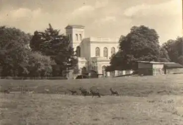 18581 Putbus Rügen Wildgehege o 9.7.1969