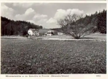 01848 Polenztal Märzenbecherblüte an der Bockmühle *ca.1965