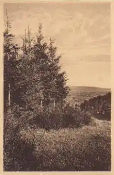 92681 Aschenhof Wald mit Fernansicht  * ca. 1930