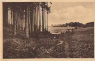 92681 Aschenhof Wald mit Fernansicht k. AK-Einteilung * ca. 1930