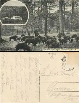 31832 Springe Wildschweine o ca.1928