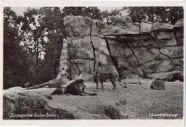 Berlin Tierpark Zoologischer Garten Löwenfreianlage *ca. 1950