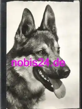 Deutscher Schäferhund *ca.1981