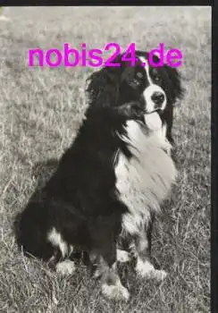 Berner Sennenhund  *ca.1979