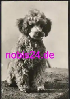 Pudelwelpe apricot  Hund *ca.1980