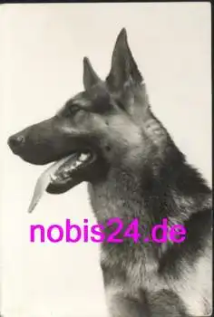 Deutscher Schäferhund  *ca.1975