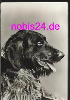 schöner Hund  *ca.1978