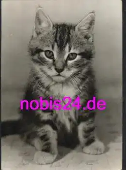 kleine Katze *ca.1972