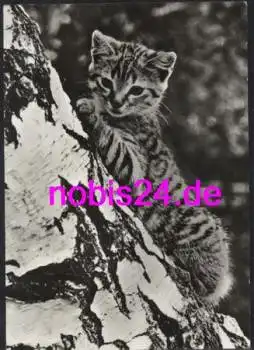 kleine Katze am Baum *ca.1978