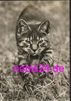 kleine Katze im Gras *ca.1974