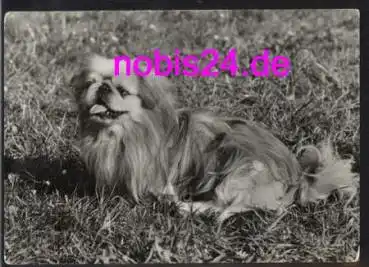 Peking Palasthund *ca.1977