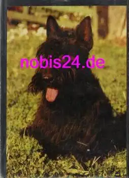 Schottenterrier Hund *ca.1980