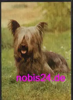 Skye Terrier Hund *ca.1980