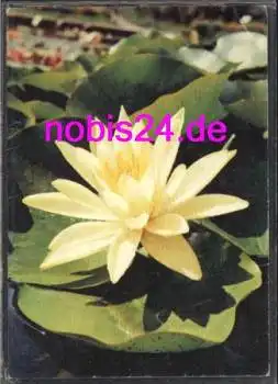 Seerose *ca.1980