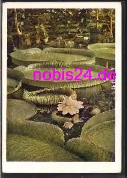 Tropische Seerose *ca.1957