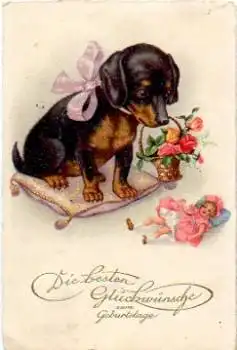Hunde Dackel Puppe o 19.08.1930