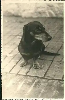 Dackel sitzend Echtfotokarte *ca. 1930