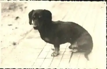 Dackel sitzend Echtfoto *ca. 1930