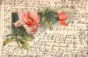 rosa Rose, Kuenstlerkarte Catharina Klein o 2.11.1905