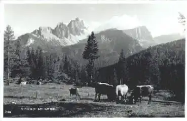 Croda da Lago Kühe   *ca. 1940