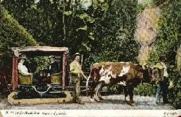 Madeira, Carro de Bois, Ochsen Kutsche Portugal o 2.3.1903