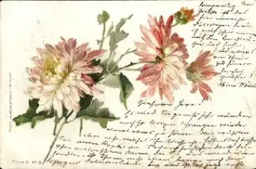 rosa Sommerastern o 28.10.1899