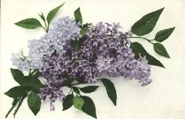 violetter Fliederzweig gebr. 13.5.1913