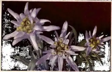 Edelweiß gebr. ca. 1930