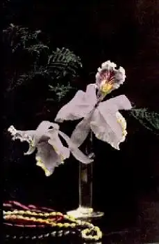 Orchideen in Vase * ca. 1920